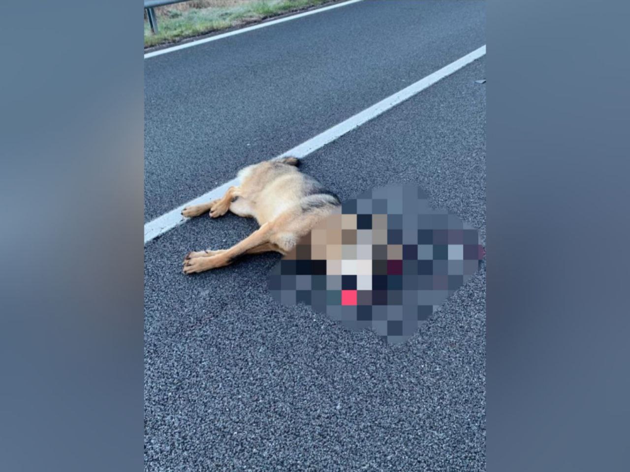 Copertina per Lupi sul Carso vicino Doberdò, ritrovato morto il primo esemplare dopo anni di studio